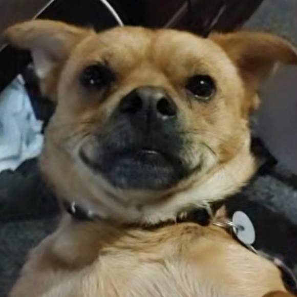 Meet your Posher, Cam - Picture 1 of 1